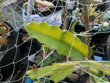 5X30FT Trellis Netting kvadratna mreža